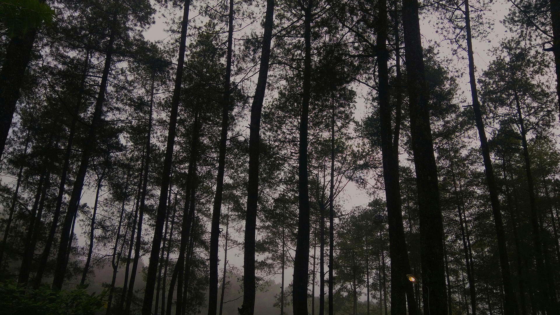 La autoficción como norma